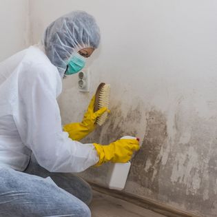 Visible mold in home